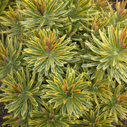 EUPHORBIA ASCOT IN VASO 17CM