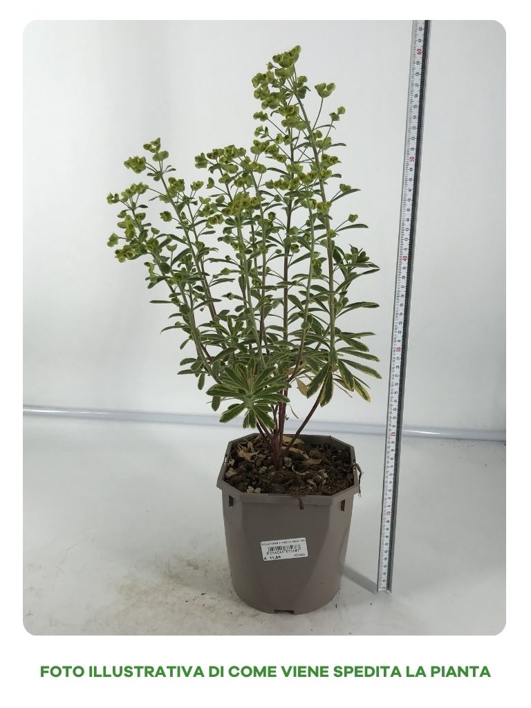 EUPHORBIA ASCOT IN VASO 17CM