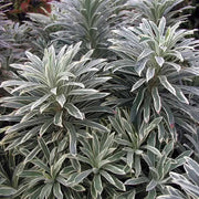 EUPHORBIA CHARACIS SILVER EDG IN VASO 17CM