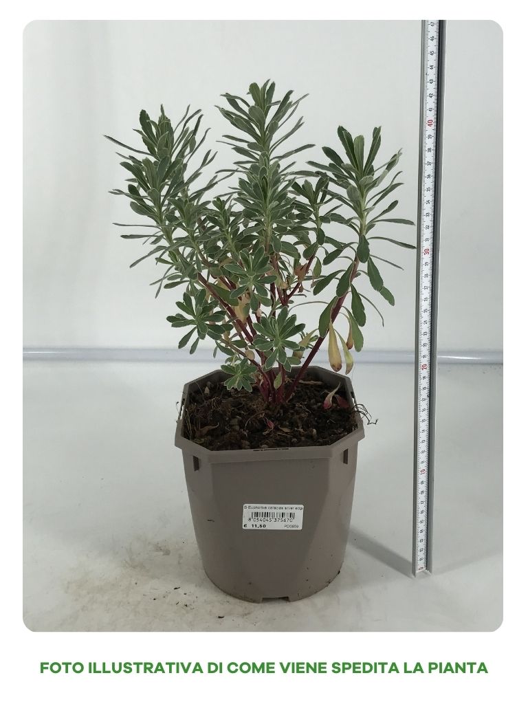 EUPHORBIA CHARACIS SILVER EDG IN VASO 17CM