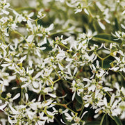 EUPHORBIA DIAMOND FROST IN VASO DA 14CM