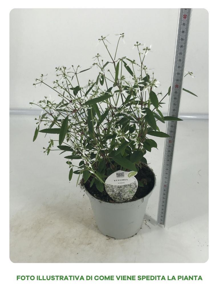 EUPHORBIA DIAMOND FROST IN VASO DA 14CM