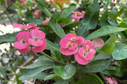 EUPHORBIA MILII IN VASO DA 22CM