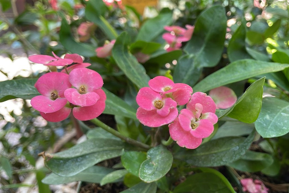 EUPHORBIA MILII IN VASO DA 22CM