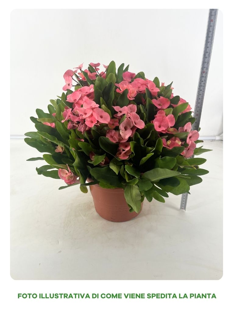 EUPHORBIA MILII IN VASO DA 22CM