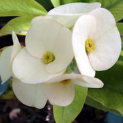 EUPHORBIA MILLI BIANCA IN VASO DA 14CM