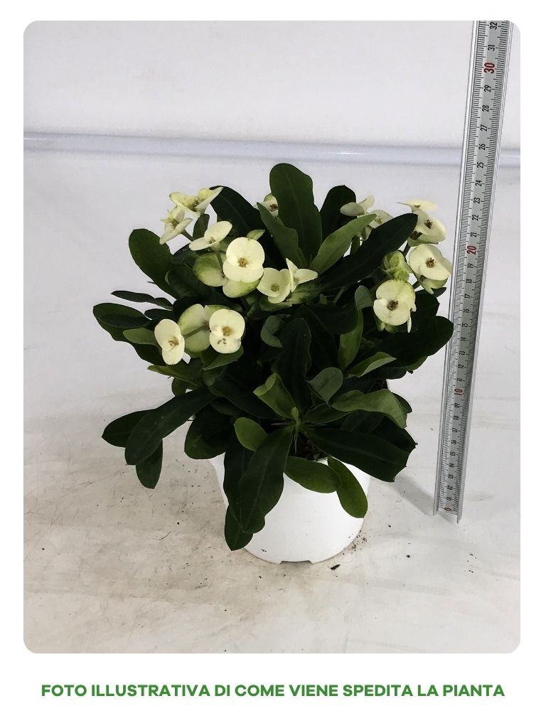 EUPHORBIA MILLI BIANCA IN VASO DA 14CM