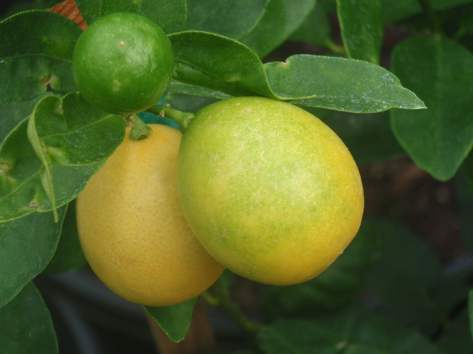 LIMEQUAT iN VASO 20CM