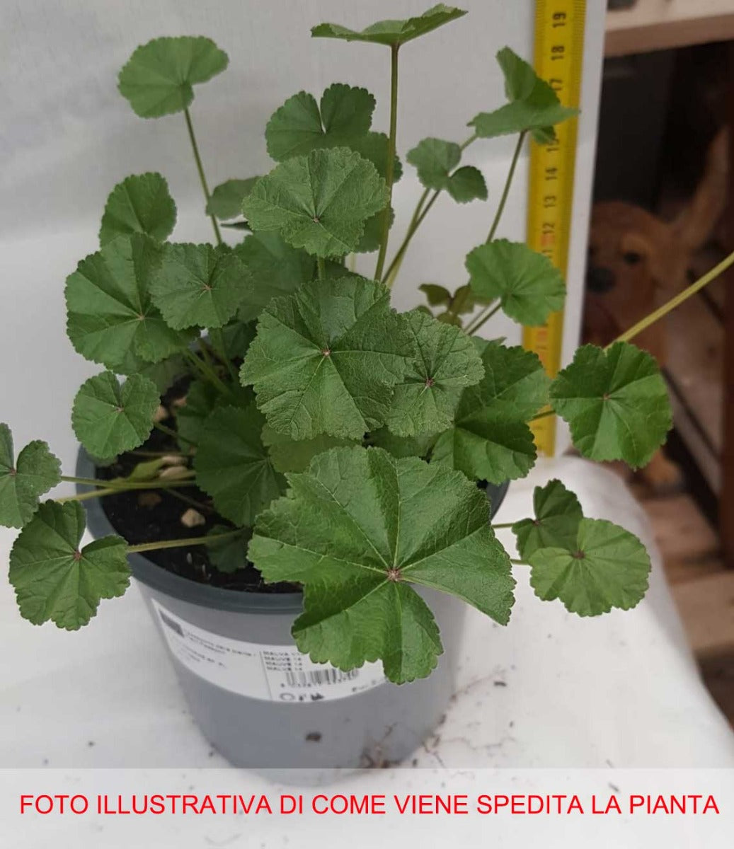 ERODIUM VASO 14CM