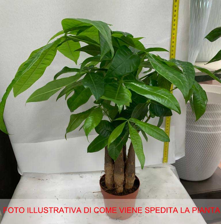 PACHIRA ACQUATICA IN VASO 11CM