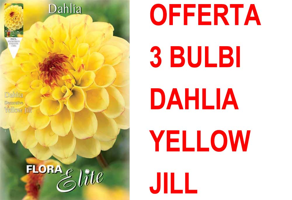OFFERTA 3 BULBI DAHLIA DECORATIVE YELLOW JILL