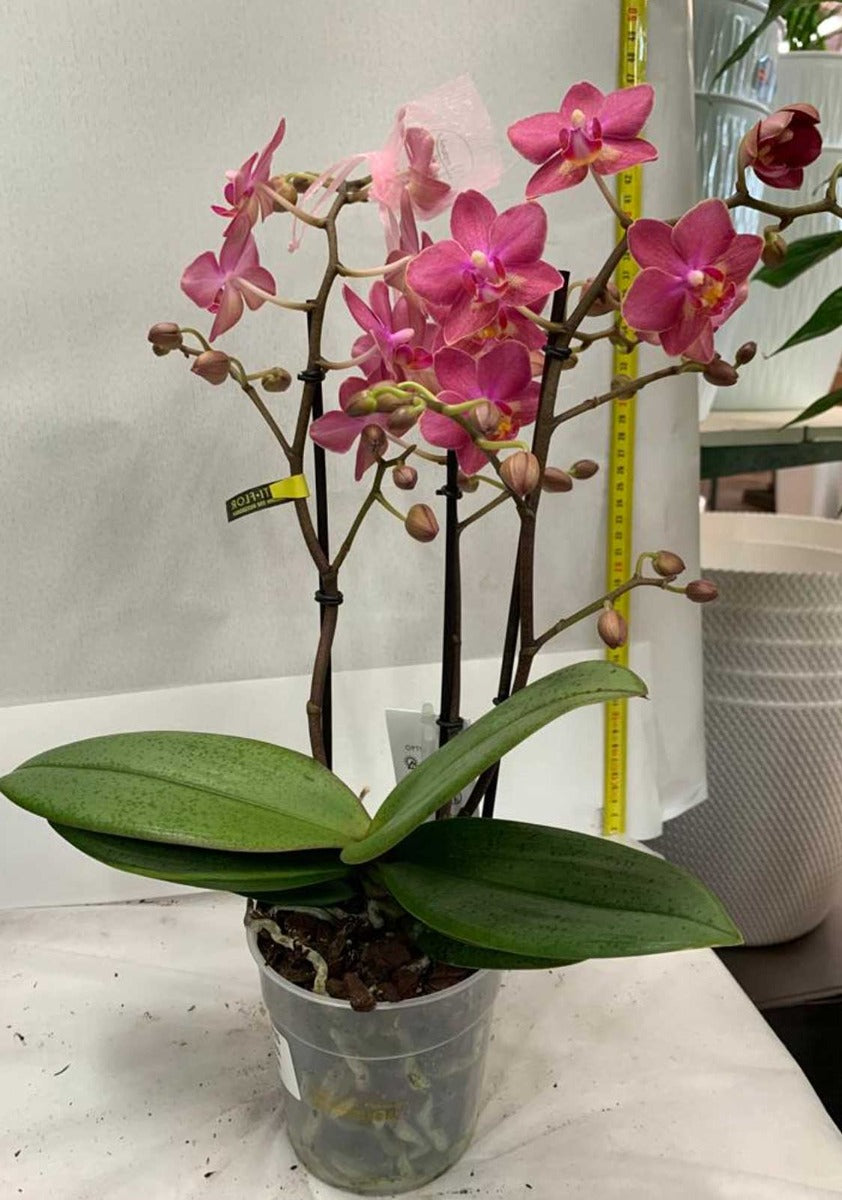 ORCHIDEA PHALAENOPSIS AROMIA DIFFUSIOM PROFUMATISSIMA COLORE ASSORTITO VASO 12CM