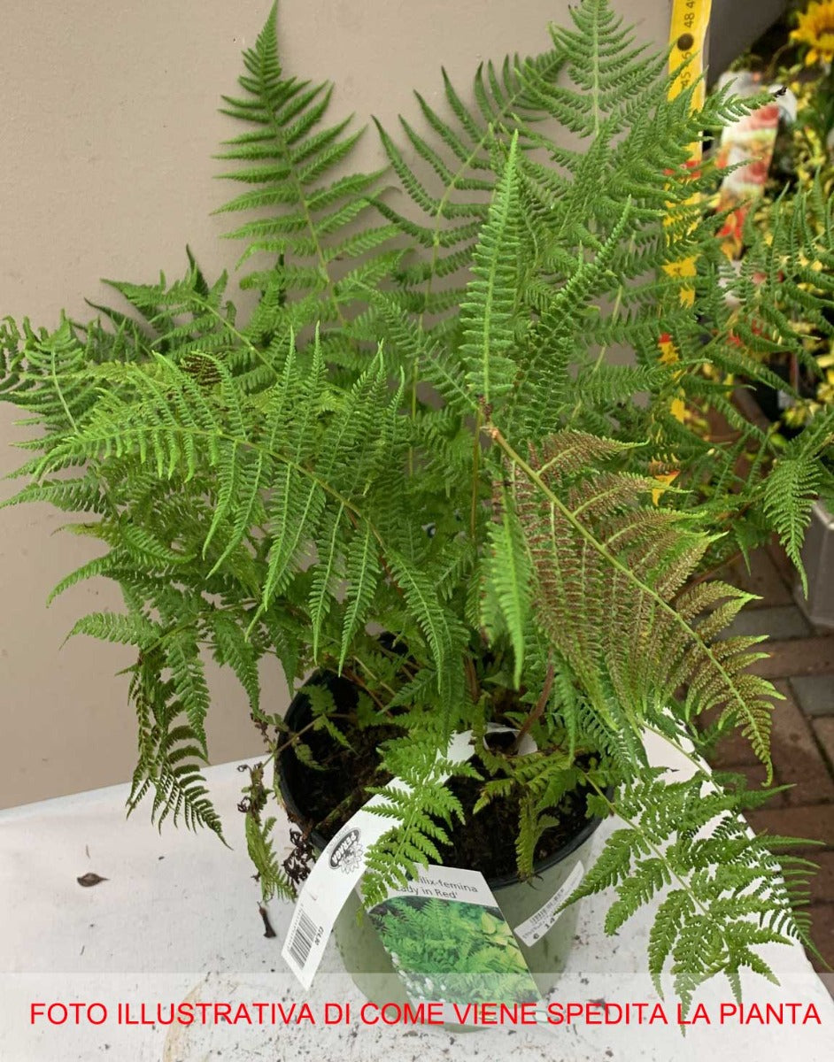 FELCE ATHYRIUM LADY IN RED VASO 18CM