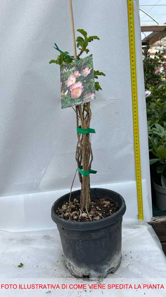 ROSA CANINA IN VASO 15CM