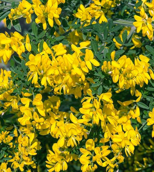 CYTISUS PORLOCK GENISTA GIALLA IN VASO 16CM