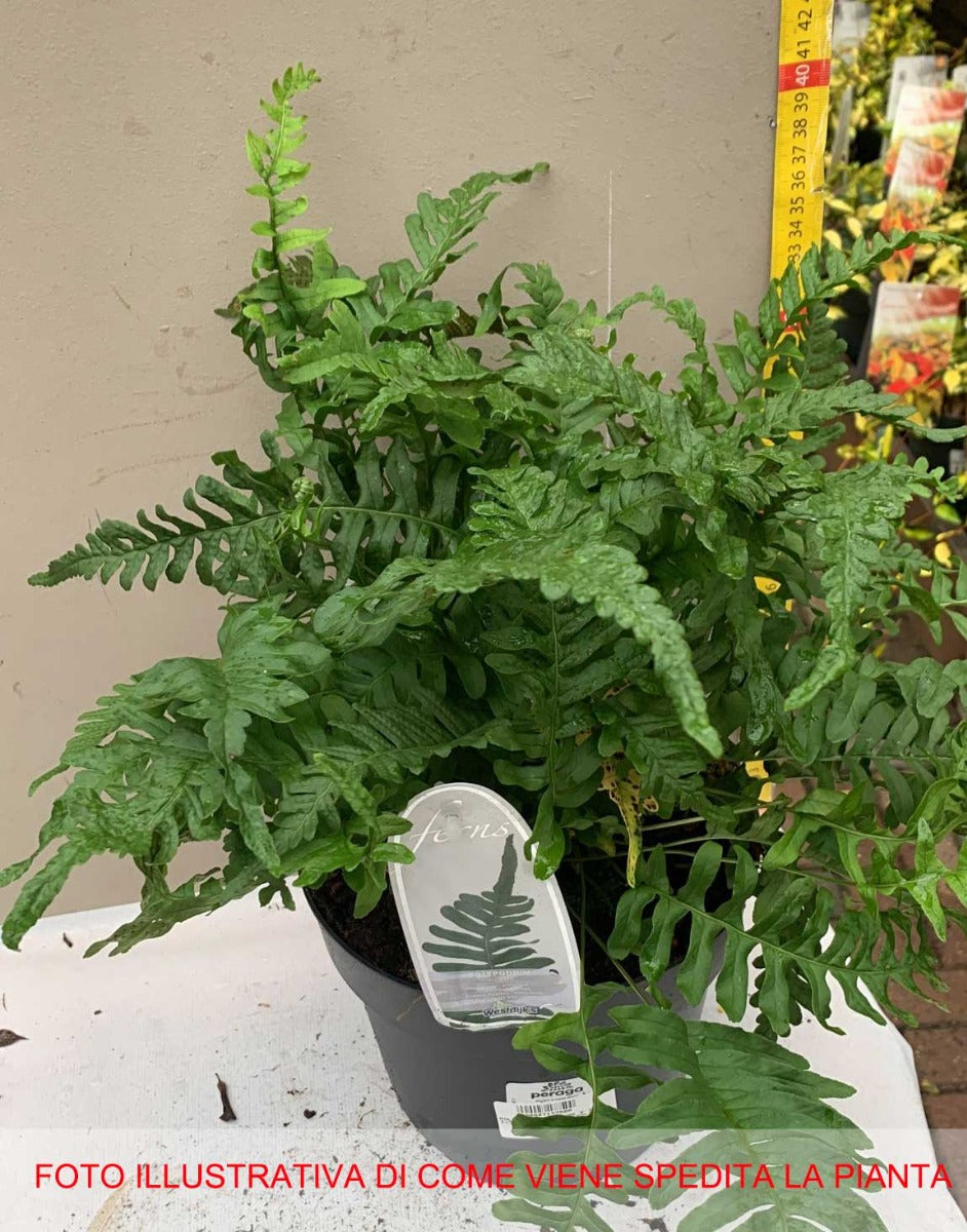 FELCE POLYPODIUM VULGARE VASO 19CM