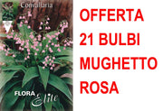 OFFERTA 21 BULBI MUGHETTO ROSA CONVALLARIA MAJALIS ROSEA