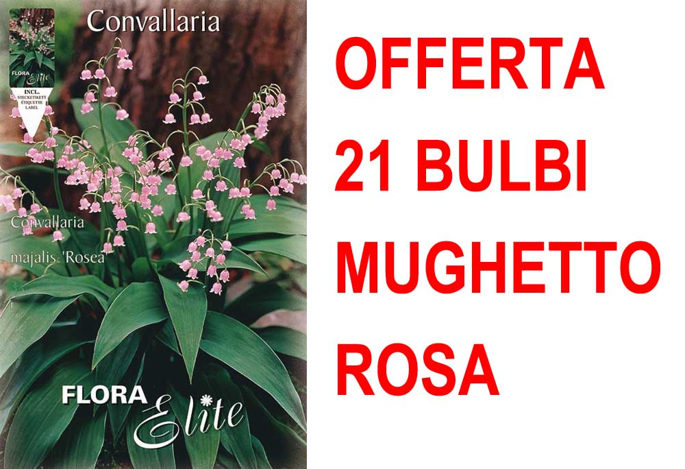 OFFERTA 21 BULBI MUGHETTO ROSA CONVALLARIA MAJALIS ROSEA