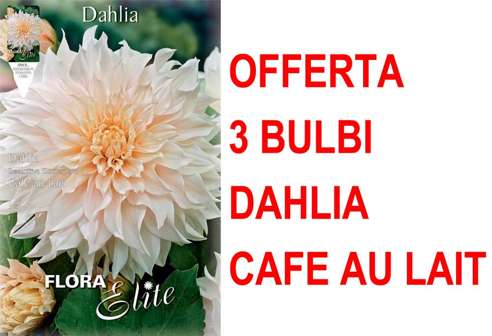 OFFERTA 3 BULBI DAHLIA DINNERPLATE CAFE AU LAIT