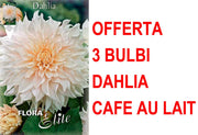 OFFERTA 3 BULBI DAHLIA DINNERPLATE CAFE AU LAIT