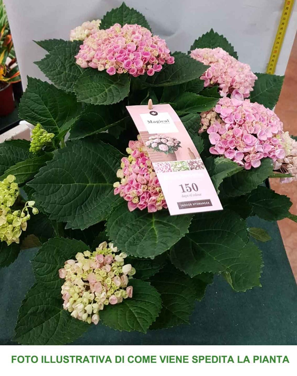 ORTENSIA HYDRANGEA MAGICAL REVOLUTION ROSA VASO 14CM
