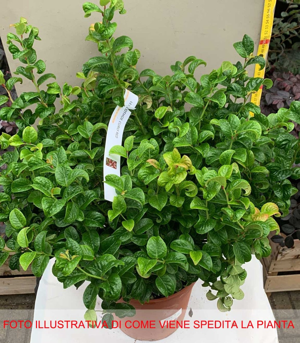 LEUCOTHOE CURLY RED IN VASO 24CM