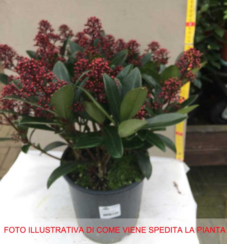 SKIMMIA RUBELLA VASO 19CM