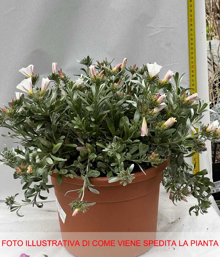 CONVOLVOLO BIANCO VASO 25CM