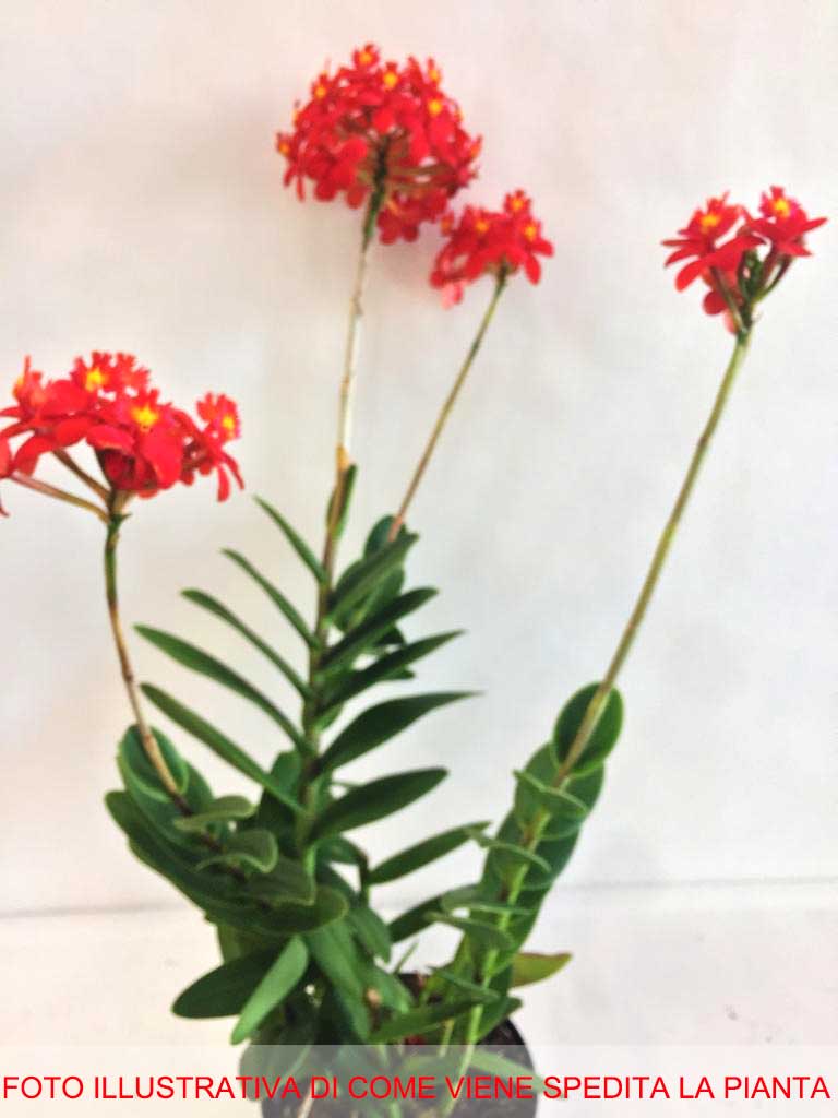 ORCHIDEA EPIDENDRUM BALLERINA VASO 15CM