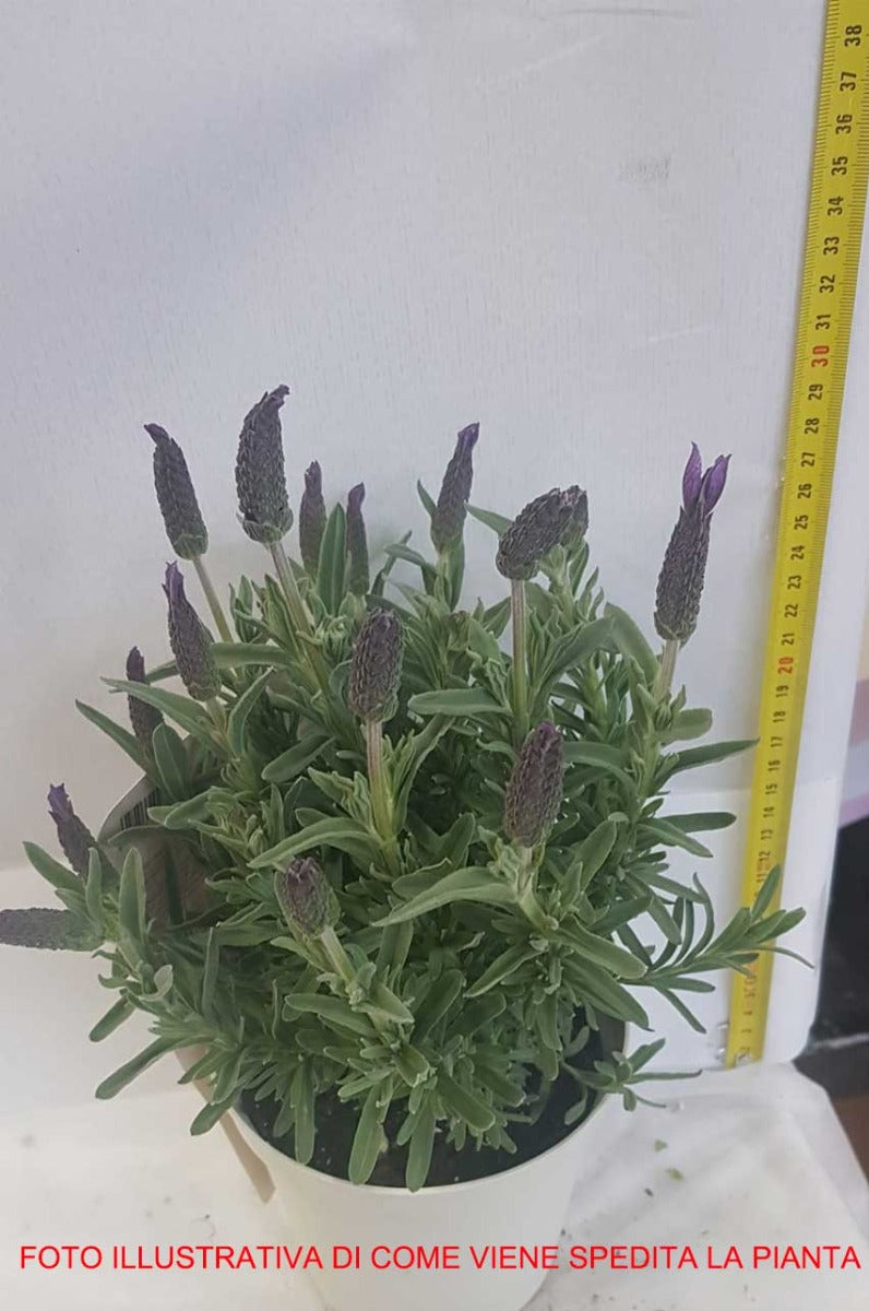 LAVANDA STOECHAS IN VASO 14CM