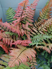 FELCE DRYOPTERIS  LEPIDOPODA VASO 19CM