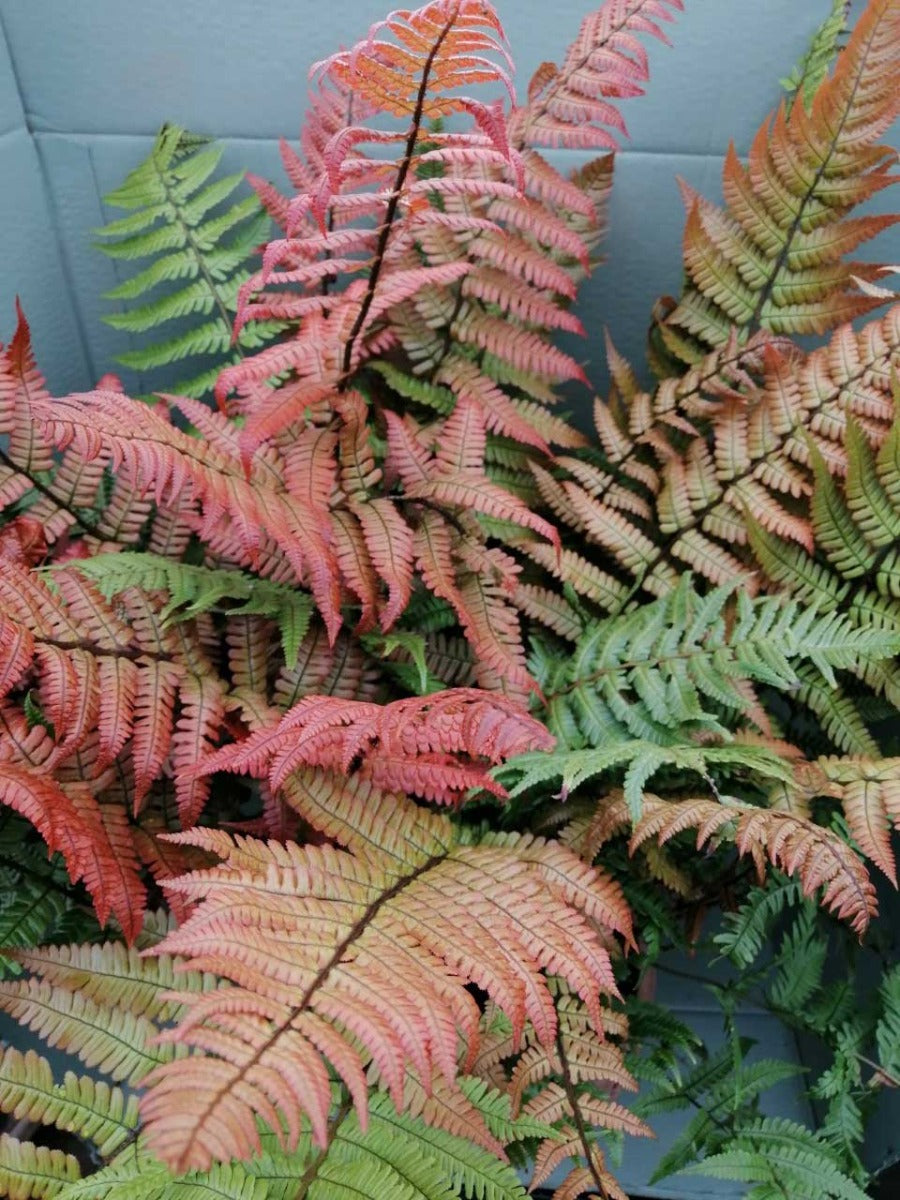 FELCE DRYOPTERIS  LEPIDOPODA VASO 19CM