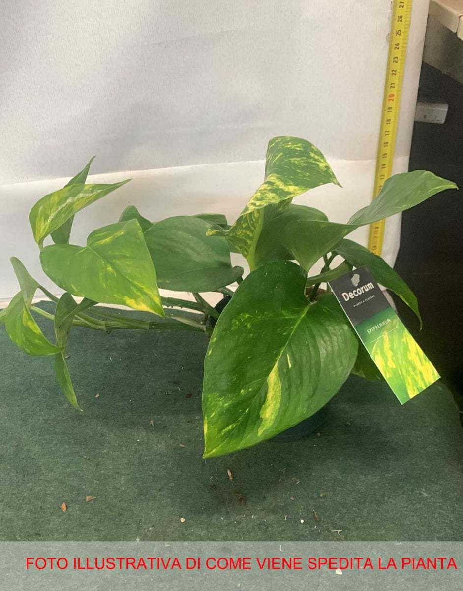 EPIPREMNUM PINNATUM VASO 12CM
