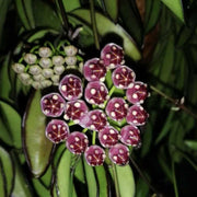 HOYA WAYETII TRICOLOR FIORE DI CERA VASO 9CM