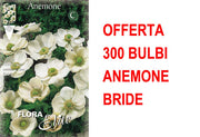 OFFERTA 300 BULBI ANEMONE CORONARIA THE BRIDE