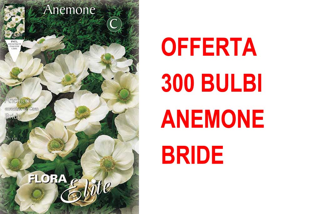 OFFERTA 300 BULBI ANEMONE CORONARIA THE BRIDE
