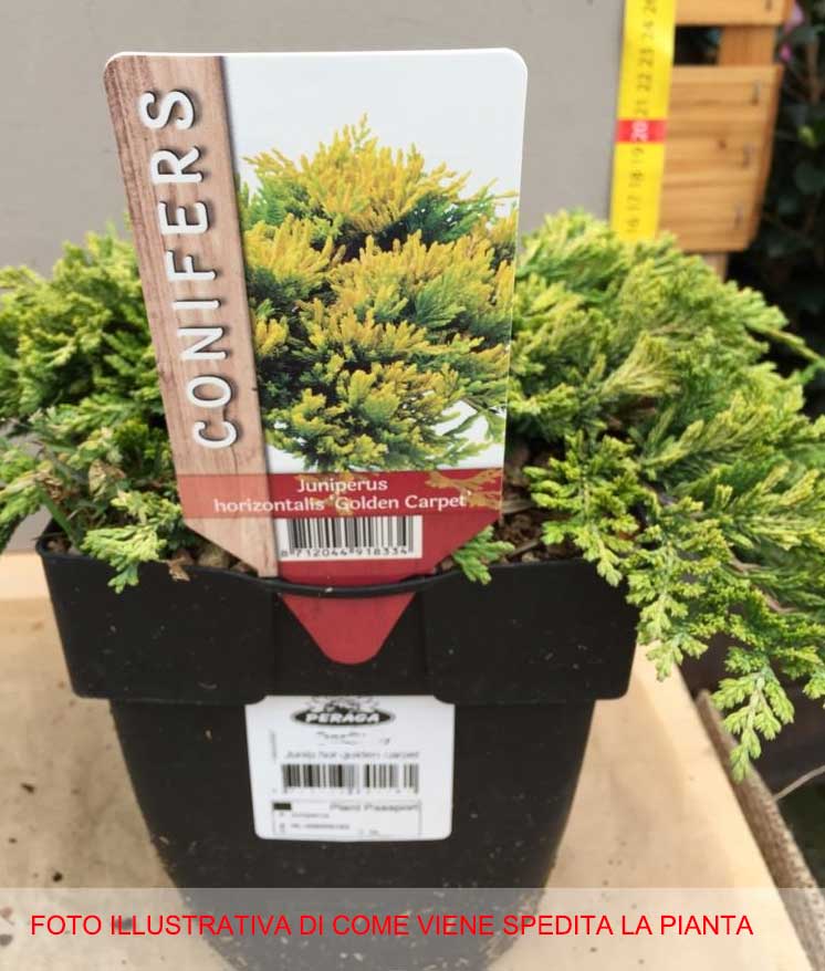 JUNIPERUS GOLDEN CARPET VASO 17CM