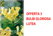 OFFERTA 3 BULBI GLORIOSA LUTEA