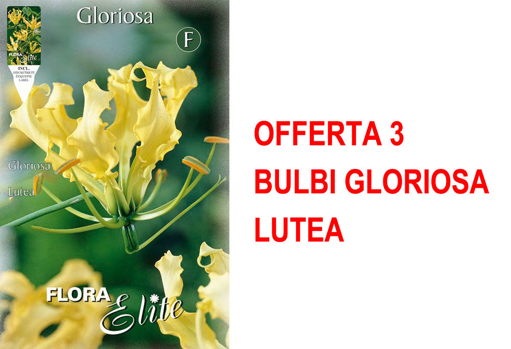 OFFERTA 3 BULBI GLORIOSA LUTEA