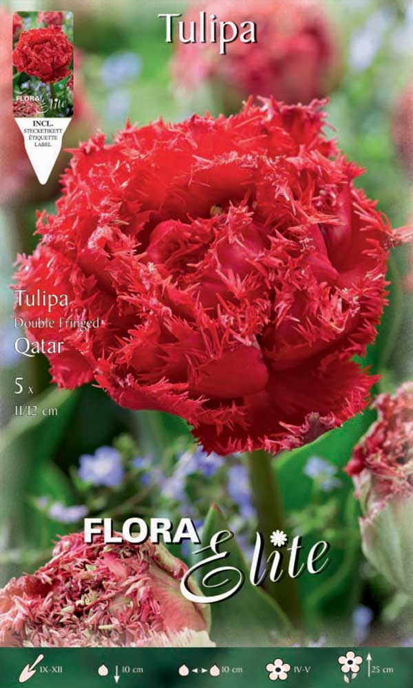 TULIPANO MULTIFIORI FRINGED DOUBLE QATAR (CONFEZIONE DA 5 BULBI)