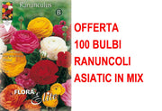 OFFERTA 100 BULBI RANUNCULUS ASIATIC MIXED