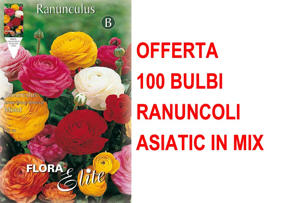 OFFERTA 100 BULBI RANUNCULUS ASIATIC MIXED