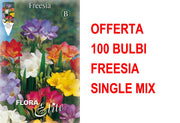 OFFERTA 100 BULBI FREESIA SINGLE MIXED