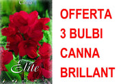 OFFERTA 3 BULBI CANNA GREEANLEAVED BRILLIANT