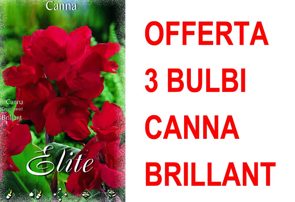 OFFERTA 3 BULBI CANNA GREEANLEAVED BRILLIANT