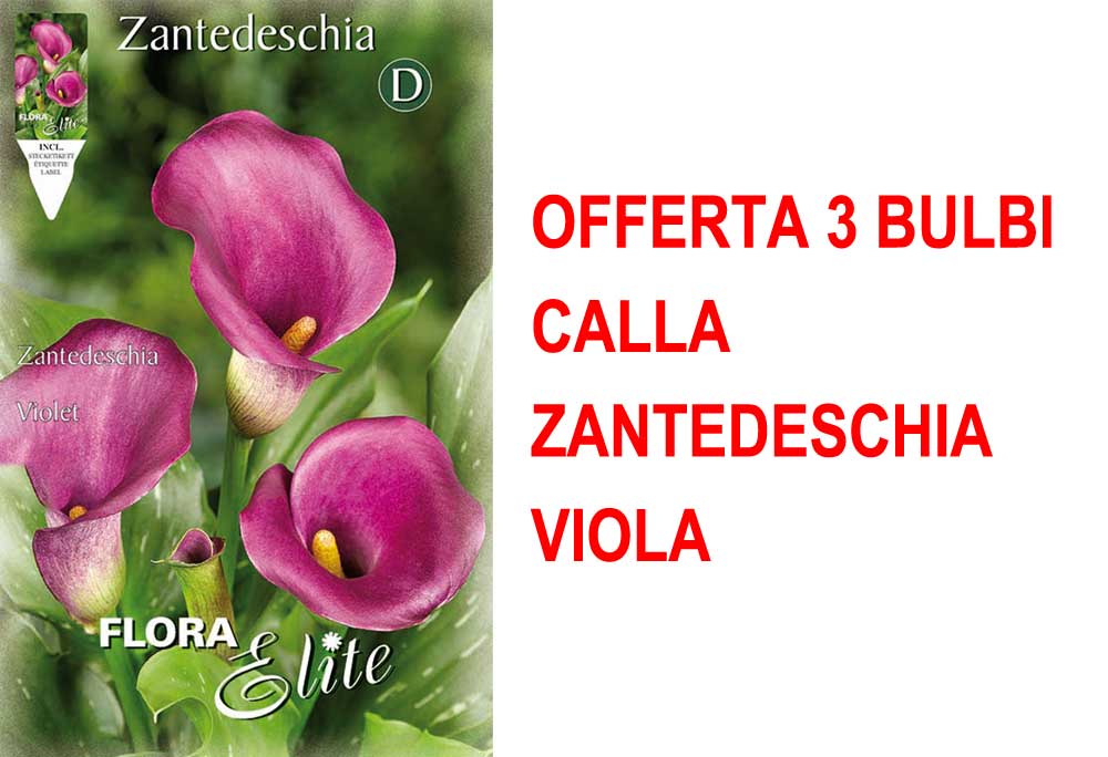 OFFERTA 3 BULBI CALLA ZANTEDESCHIA VIOLA