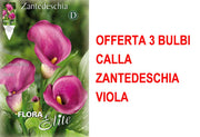 OFFERTA 3 BULBI CALLA ZANTEDESCHIA VIOLA