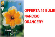 OFFERTA 15 BULBI NARCISO SPLIT CORONA ORANGERY
