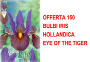 OFFERTA 150 BULBI IRIS HOLLANDICA EYE OF THE TIGER