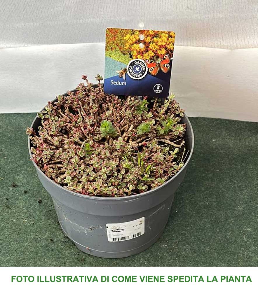 SEDUM IN MIX ASSORTITO VASO 17CM